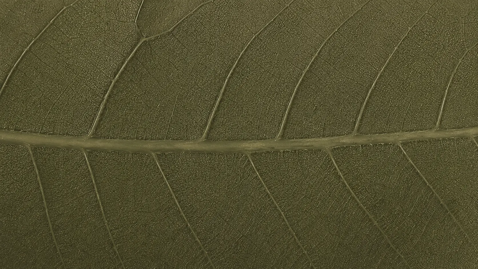 Close-up of an olive green leaf vein texture